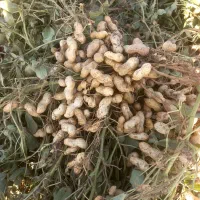 بادام زمینی گلی درجه یک مغان در قره باغلو