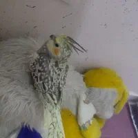 عروس هلندی|پرنده|مشهد, آزادشهر|دیوار