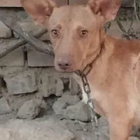سگ پاکوتاه