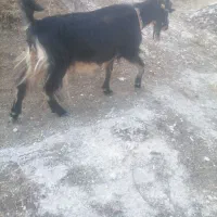 8عدد بز سرحال قیمت توافقی