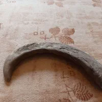 شاخ گاومیش