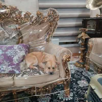 سگ پامریین خرسی|سگ|بروجرد, |دیوار