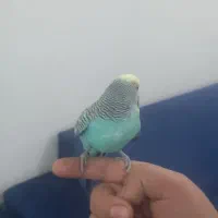 مرغ عشق نر|پرنده|دورود, |دیوار