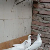کفتر لوتی سفید بالا