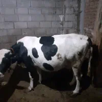 گاو ابستن شیری