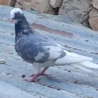 لیلک الماسی خط دار