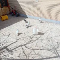 کبوتر ازهمه مدل