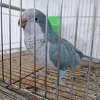 راهب آبی نر بالغ