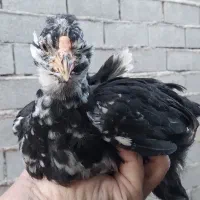 فروش یامعاوضه نیمچه مرغ و خروس گلین لری|حیوانات مزرعه|قائمشهر, |دیوار