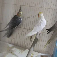 عروس هلندی کار داده