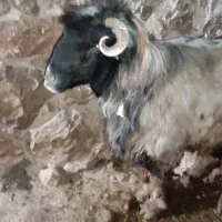 قوچ بزرگ|حیوانات مزرعه|ایذه, |دیوار