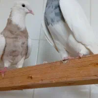 طوقی نر ماده  شهریار استم|پرنده|شهریار, اسکمان|دیوار