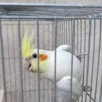 گمشده