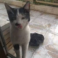 گربه پیدا شده