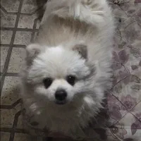 سگ پامر