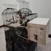 قفس پرنده
