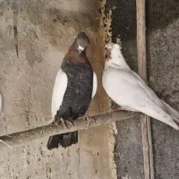 کبوتر کله طوقی سینه پلاکی دورگ