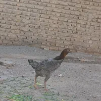 لاری