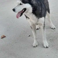 هاسگی خوش قیمت