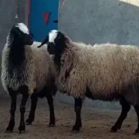 مرکز دام نژاد شال