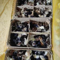 جوجه‌ محلی‌ کاکلی‌ گردن‌ لخت‌ سلطان‌ بوغلمون‌