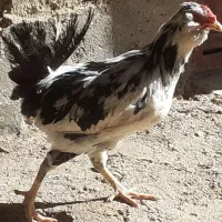 خروس اصل گلین|حیوانات مزرعه|سربند, |دیوار