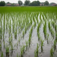 برنج هاشمی، از شالیزار شخصی|خوردنی و آشامیدنی|رشت, کوی عرفان|دیوار