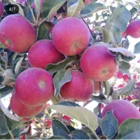 فروش باغ سیب و زمین زراعتی در سمیرم