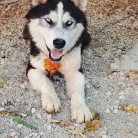 سگ هاسکی|سگ|بندر دیر, |دیوار