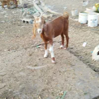 دو عدد بز جوان عدانی