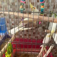 عروس هلندی