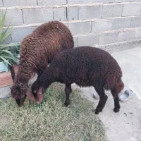 ۲ راس بره قزل افشاری آس