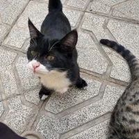 واگذاری رایگان بچه گربه|گربه|مشهد, شهید شهریاری|دیوار