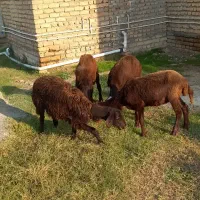 بره ماده قزل افشار|حیوانات مزرعه|سیمین شهر, |دیوار