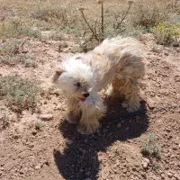 سگ پاکوتاه|سگ|زنجان, |دیوار