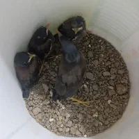جوجه مینا