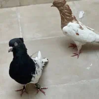 یه جفت کله دار عتیقه