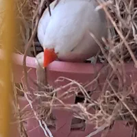 فنج نر اماده