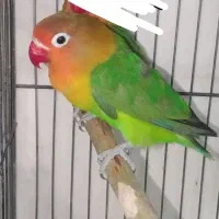 طوطی گرینچیک ماده.عروس وبرزیلی بالغ|پرنده|بهبهان, |دیوار