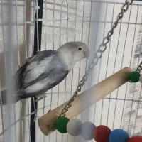 طوطی برزیلی ماده تخم گزار