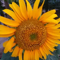 سیم کارت کد1کم کارکرد بدون مزاحم