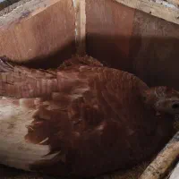 کوهیاتان بوقلمون