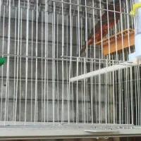 فروش قناری|پرنده|صدرا-فارس, فاز ۱|دیوار