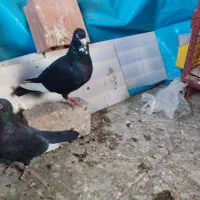 نروماده سیاه پلنگ