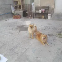 سگ پامرین خرسی و روباهی