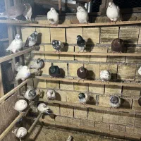 کبوتر|پرنده|رشت, لاکان|دیوار