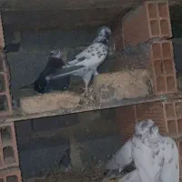 تعدادی کبوتر ب فروش میرسد|پرنده|بندر ترکمن, |دیوار