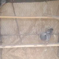 کفتر شهرستانی پلاکی حمال