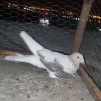 سرور لکه ای