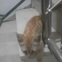 گربه گمشده